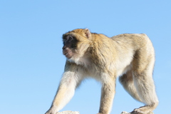 Macaca sylvanus