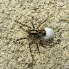 Artoriopsis