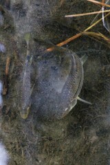 Fundulus majalis