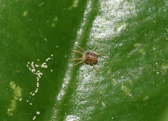 Eurytetranychus buxi