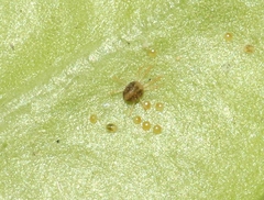 Eurytetranychus buxi