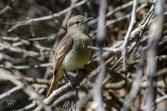 Myiarchus magnirostris
