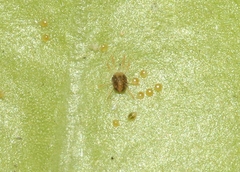 Eurytetranychus buxi