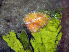 Bunodeopsis globulifera
