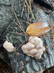 Trichoderma peltatum