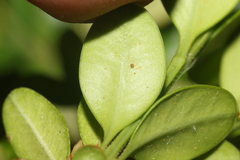 Eurytetranychus buxi