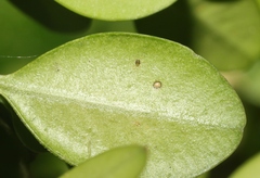 Eurytetranychus buxi