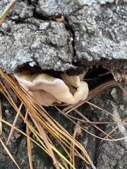 Trichoderma peltatum