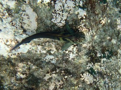 Ophioblennius steindachneri