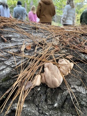 Trichoderma peltatum