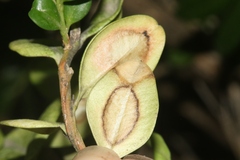 Calonectria pseudonaviculata