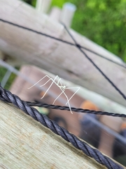 Cladoxerus