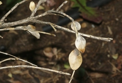 Calonectria pseudonaviculata