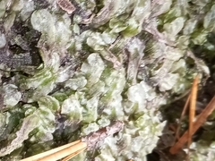 Pallavicinia lyellii
