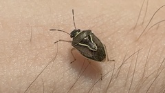 Mormidea lugens