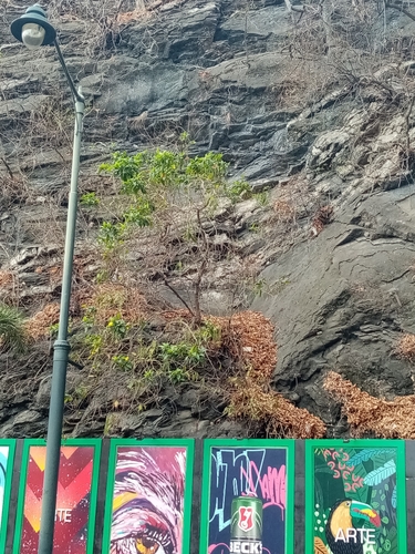 Image of Tecoma castanifolia by (c) Pier Luiggi Maquilón, some rights reserved (CC BY)