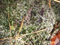 Pallavicinia lyellii