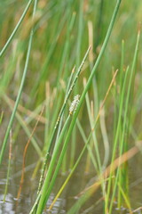 Eleocharis sphacelata