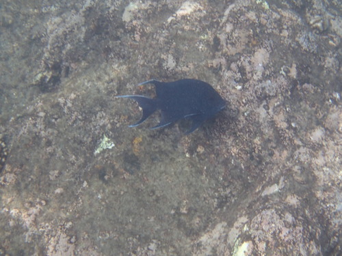 Microspathodon dorsalis