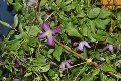 Clematis viticella