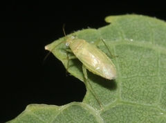 Phylinae
