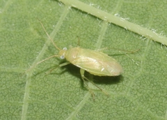 Phylinae