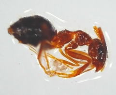 Prenolepis nitens