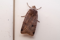 Cerastis faceta