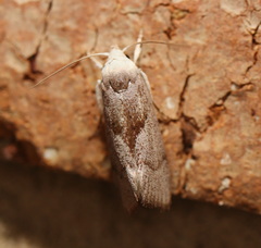 Xylorycta apheles
