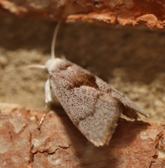 Xylorycta apheles