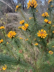 Pultenaea stipularis