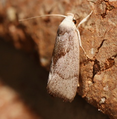 Xylorycta apheles
