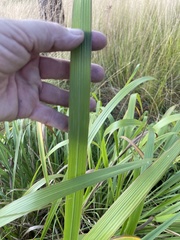 Zizaniopsis miliacea