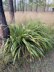 Zizaniopsis miliacea