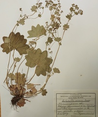 Alchemilla micans