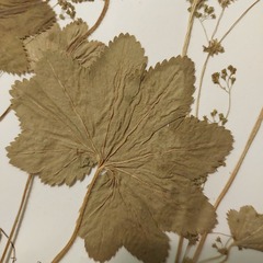 Alchemilla micans
