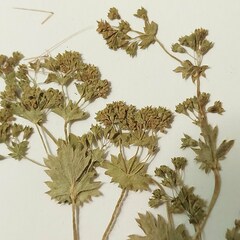 Alchemilla micans