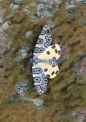 Pantherodes