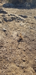 Grammostola rosea
