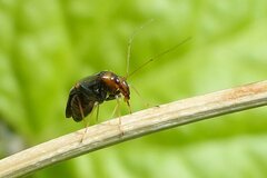 Halticus luteicollis