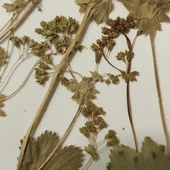 Alchemilla micans