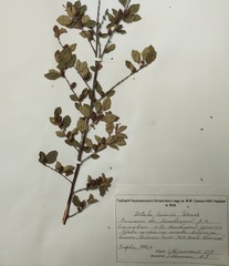 Betula humilis