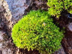 Orthotrichum