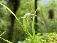 Pterostylis irsoniana