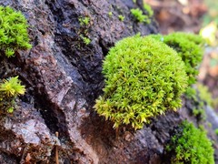 Orthotrichum