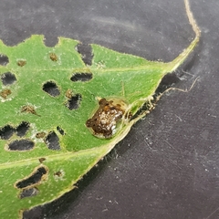 Helocassis testudinaria