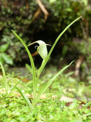 Pterostylis irsoniana