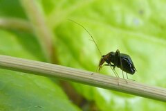 Halticus luteicollis