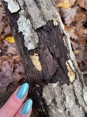 Phlebia radiata