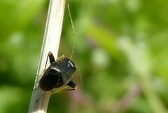 Halticus luteicollis